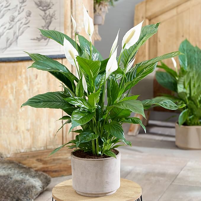 Spathiphyllum Peace Lily Large Indoor House Plant Purify The Air in Your Home (20-30cm (Incl. Pot))