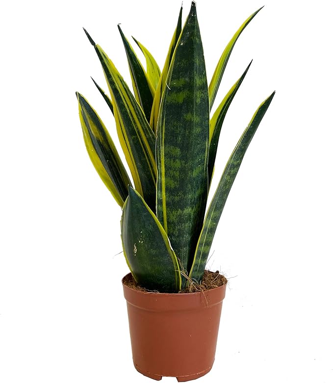 Sansevieria Golden Flame - Snake Plant | Potted Indoor Plant | 30-40cm with Pot